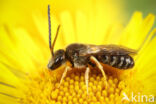 Halictus tumulorum