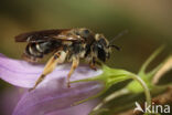 Donkere klokjeszandbij (Andrena pandellei)