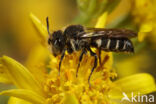 Slanke kegelbij (Coelioxys elongata)