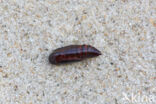 Vierbandspanner (Xanthorhoe ferrugata)