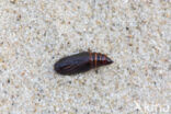 Vierbandspanner (Xanthorhoe ferrugata)