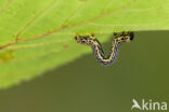 Clouded Magpie (Calospilos sylvata)