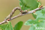 Getande spanner (Odontopera bidentata)