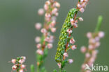 Roodbont heide-uiltje (Anarta myrtilli)