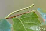 Kleine wortelhoutspanner (Electrophaes corylata)