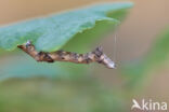 Halvemaanvlinder (Selenia tetralunaria)