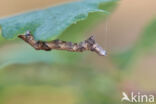 Purple Thorn (Selenia tetralunaria)