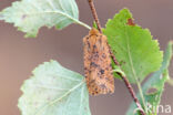 Gevlekte winteruil (Conistra rubiginea)