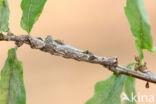 Scalloped Hazel (Odontopera bidentata)