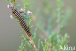 True Lover s Knot (Lycophotia porphyrea)