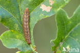 Small Fan-foot (Herminia grisealis)