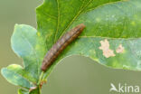 Boogsnuituil (Herminia grisealis)