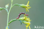 Golden-rod Pug (Eupithecia virgaureata)