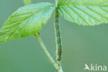 Brummelspanner (Mesoleuca albicillata)