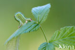 Brummelspanner (Mesoleuca albicillata)