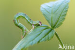 Brummelspanner (Mesoleuca albicillata)