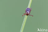 Teek (Dermacentor reticulatus)