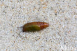 Shining Marbled (Pseudeustrotia candidula)