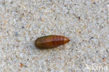 Shining Marbled (Pseudeustrotia candidula)