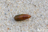 Shining Marbled (Pseudeustrotia candidula)