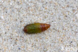 Shining Marbled (Pseudeustrotia candidula)