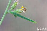 Ganzenvoetdwergspanner (Eupithecia sinuosaria)