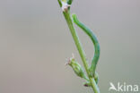 Ganzenvoetdwergspanner (Eupithecia sinuosaria)