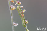 Spurrie-uil (Discestra trifolii)