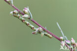 Bijvoetdwergspanner (Eupithecia innotata)