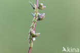 Bijvoetdwergspanner (Eupithecia innotata)