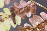 Shaded Fan-foot (Herminia tarsicrinalis)