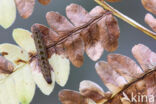 Schaduwsnuituil (Herminia tarsicrinalis)
