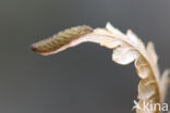 Shaded Fan-foot (Herminia tarsicrinalis)