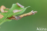 Herculesje (Selenia dentaria)