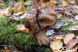 Bisschopsmuts (Gyromitra infula)