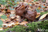 Bisschopsmuts (Gyromitra infula)