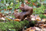 Bisschopsmuts (Gyromitra infula)