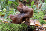 Gyromitra infula