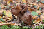 Gyromitra infula