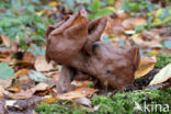 Gyromitra infula