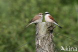 Grauwe Klauwier (Lanius collurio)