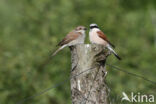 Grauwe Klauwier (Lanius collurio)