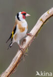 European Goldfinch (Carduelis carduelis)