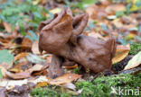 Bisschopsmuts (Gyromitra infula)