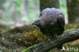 Honey Buzzard (Pernis apivorus)