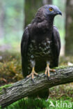 Honey Buzzard (Pernis apivorus)