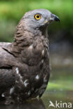 Honey Buzzard (Pernis apivorus)