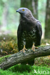 Honey Buzzard (Pernis apivorus)