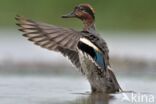 Green-winged Teal (Anas crecca)