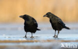 Carrion Crow (Corvus corone)